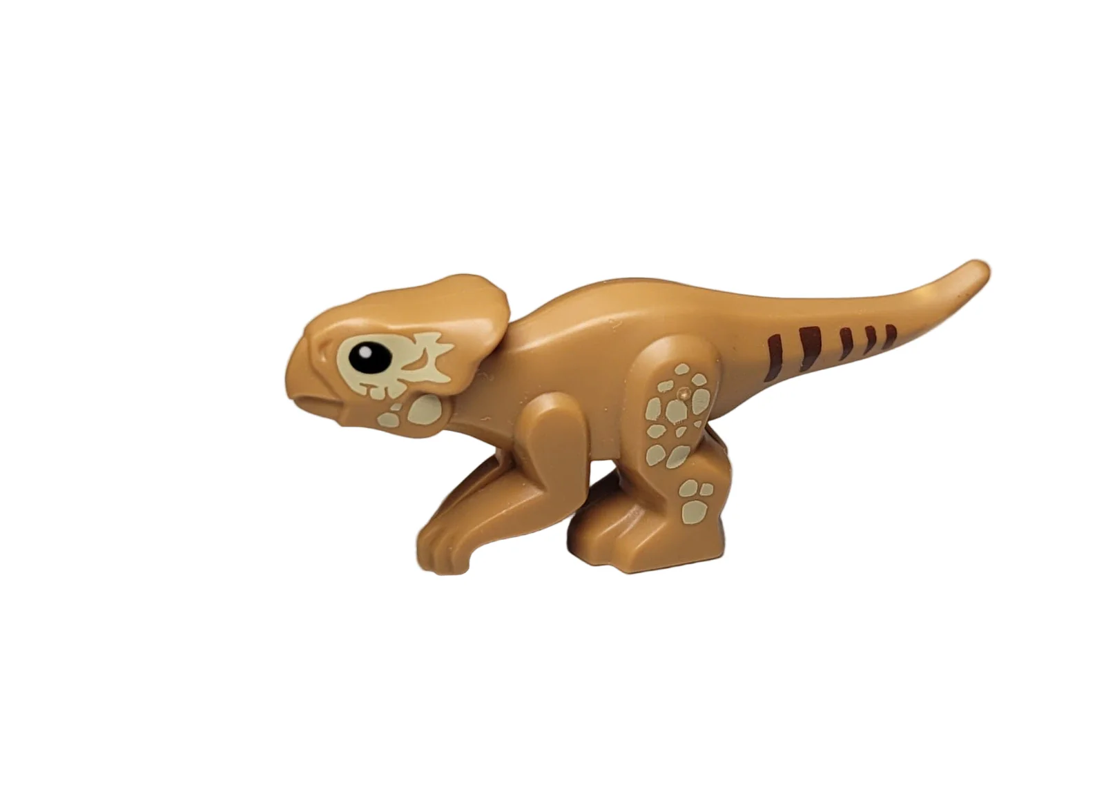 Baby Aquilops, 7296pb01