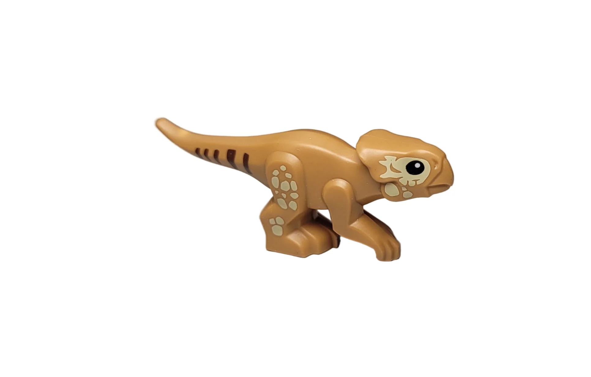 Baby Aquilops, 7296pb01 - Image 2