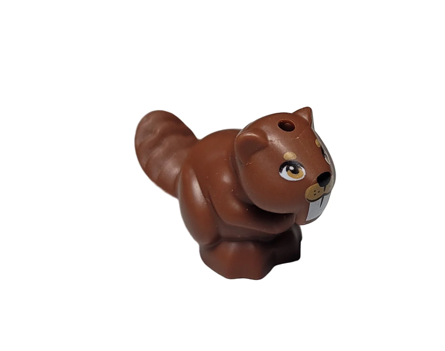 Beaver, 5553pb01