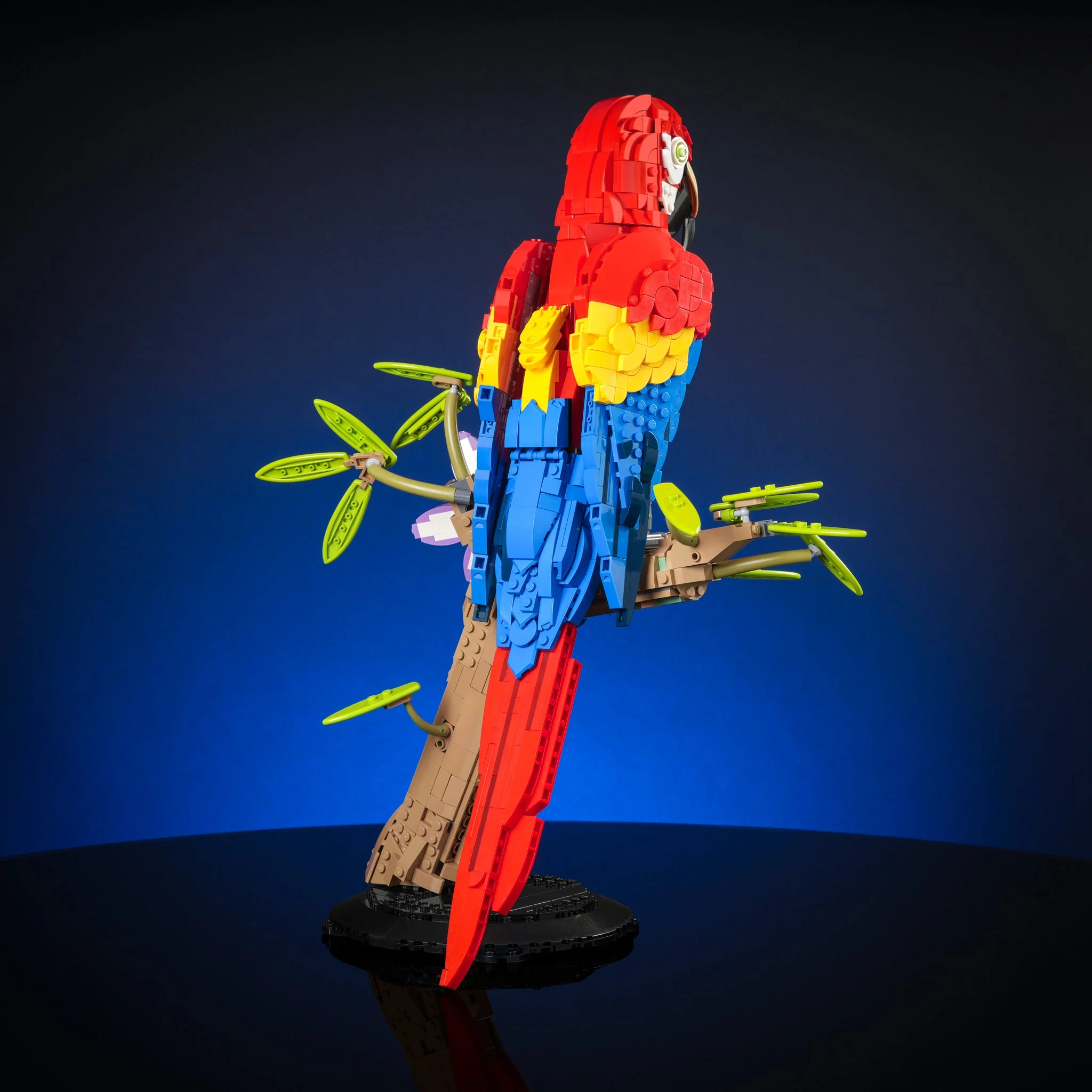 Scarlet Macaw - Image 10