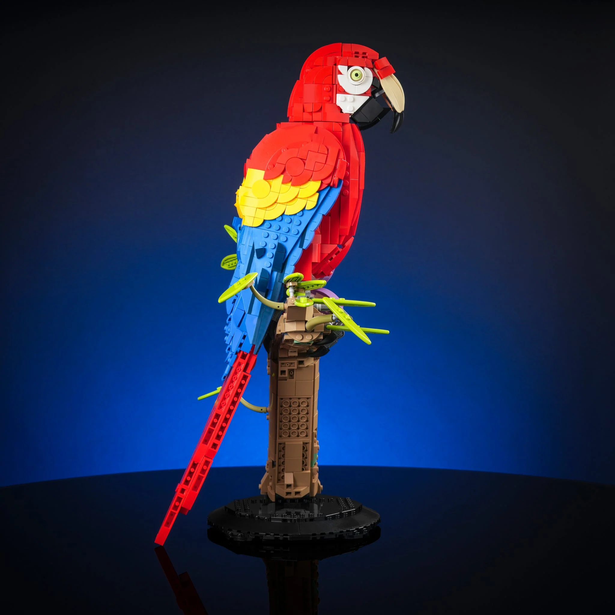 Scarlet Macaw - Image 11