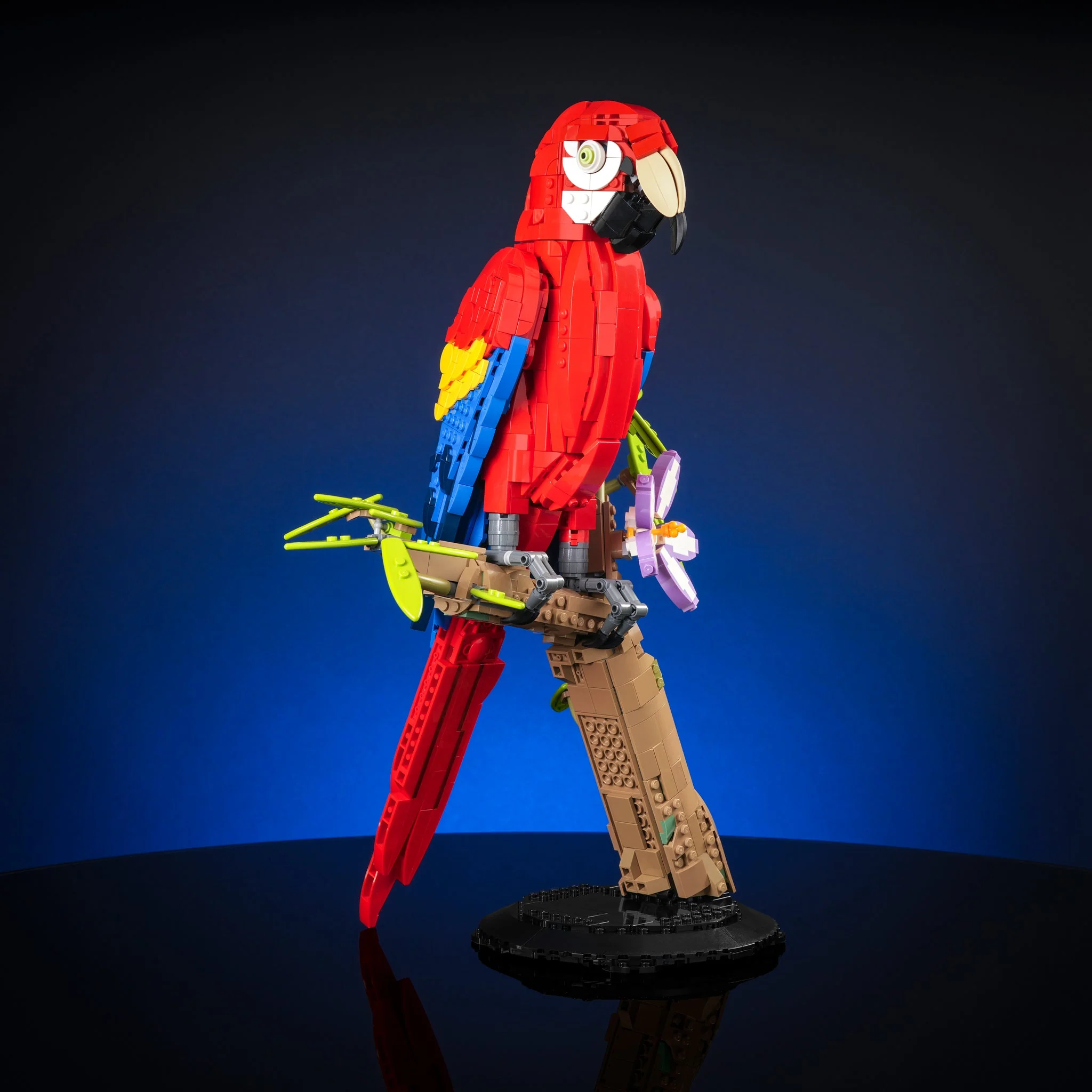 Scarlet Macaw - Image 3