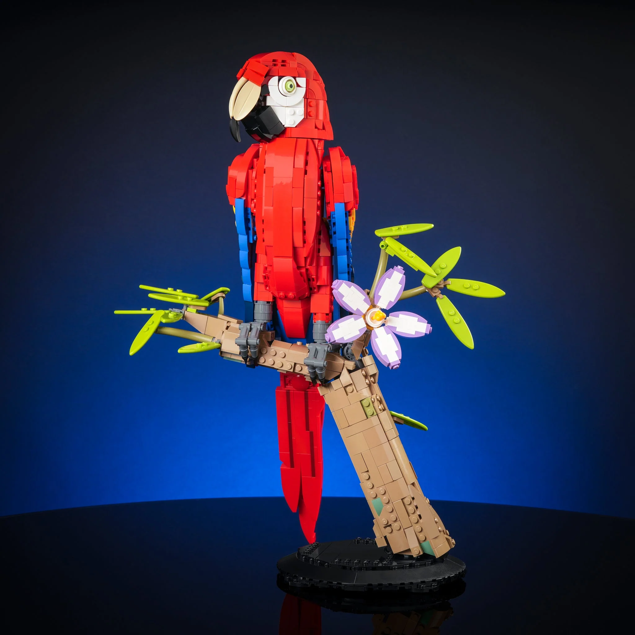 Scarlet Macaw - Image 4