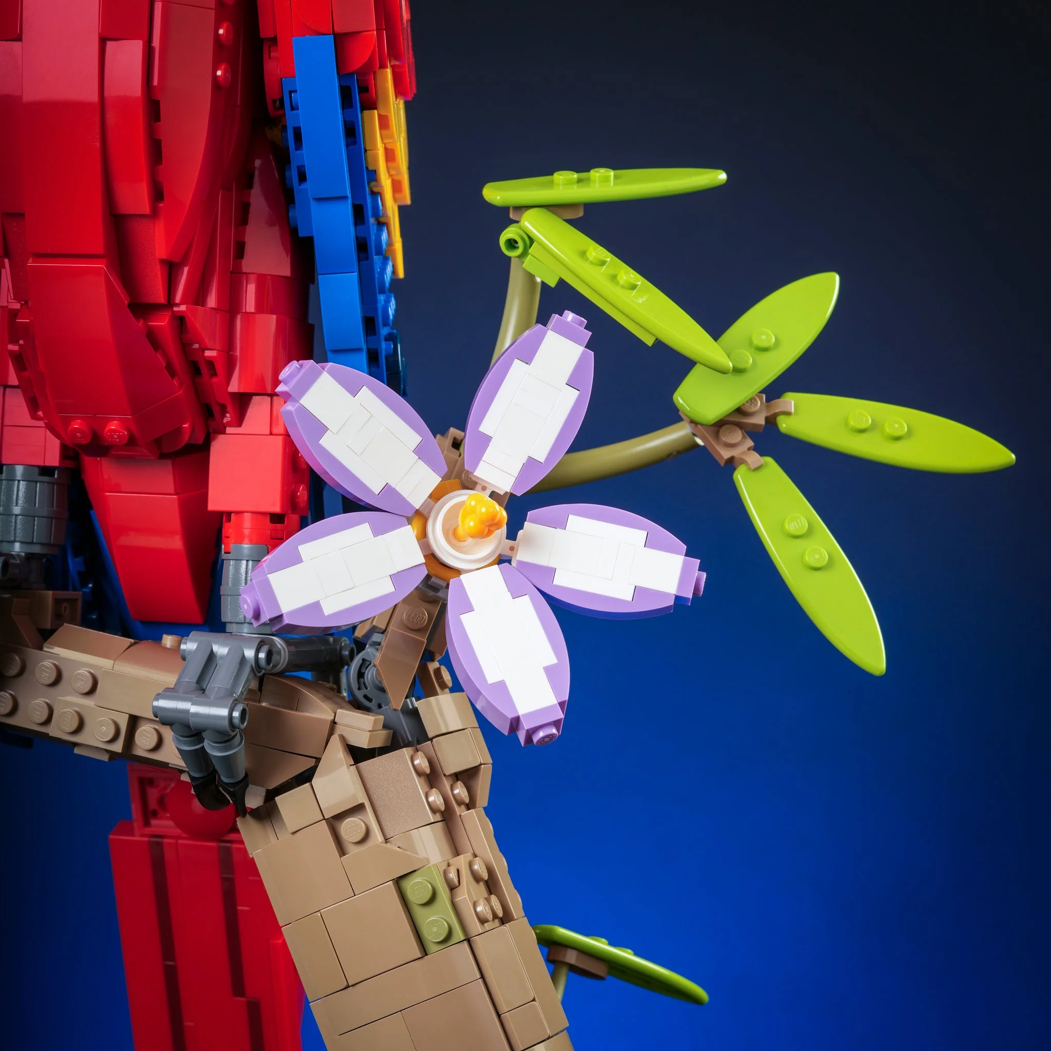 Scarlet Macaw - Image 5