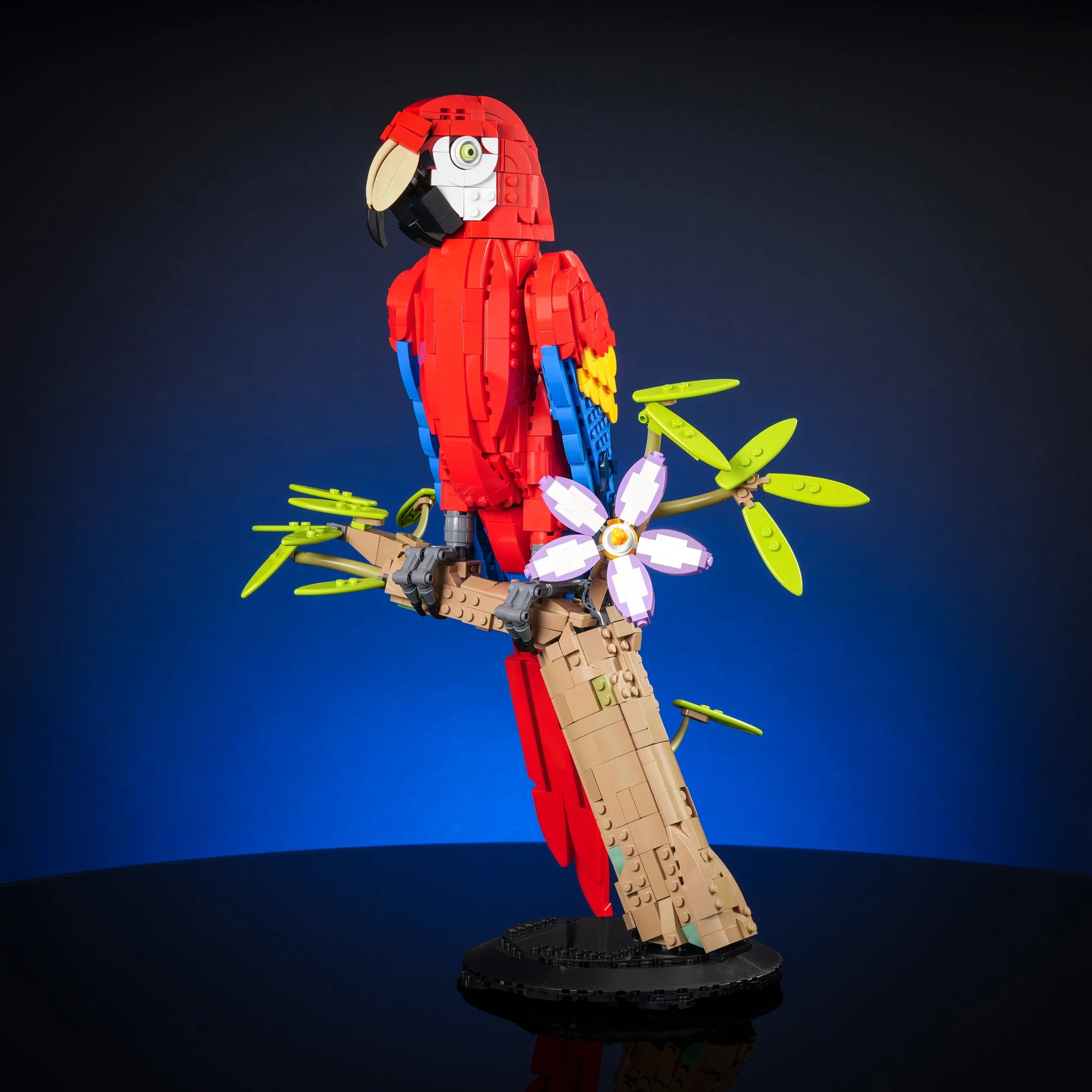 Scarlet Macaw - Image 6