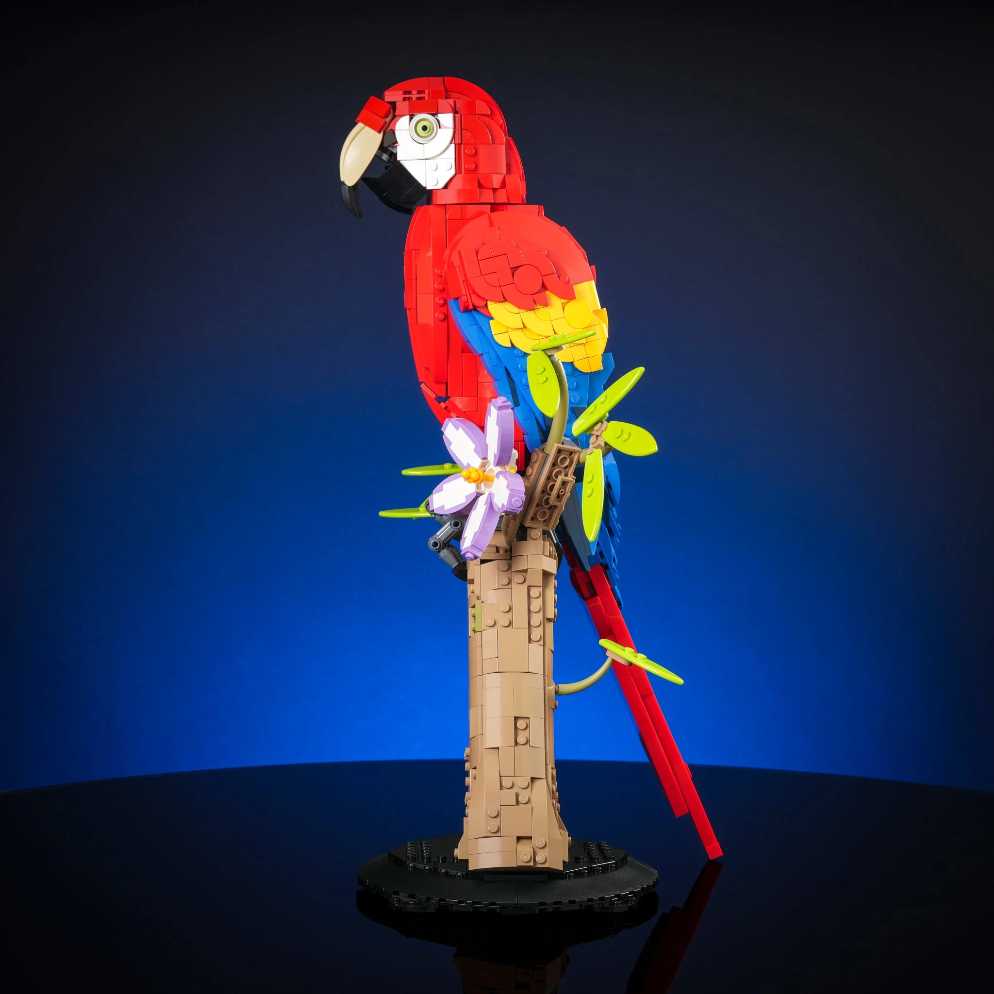 Scarlet Macaw - Image 7