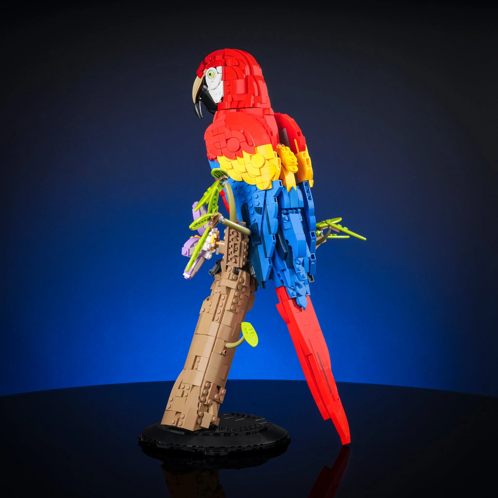 Scarlet Macaw - Image 8