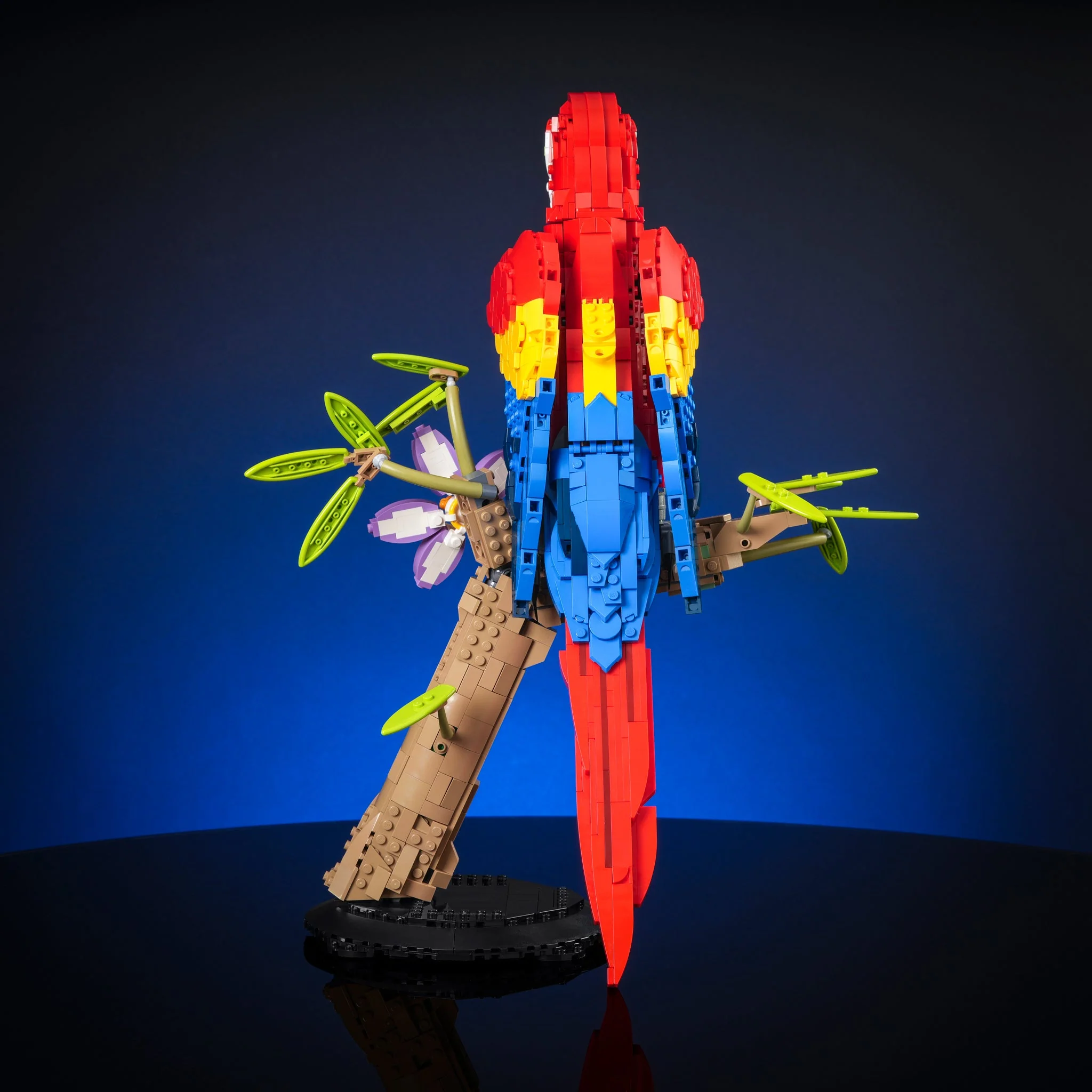 Scarlet Macaw - Image 9
